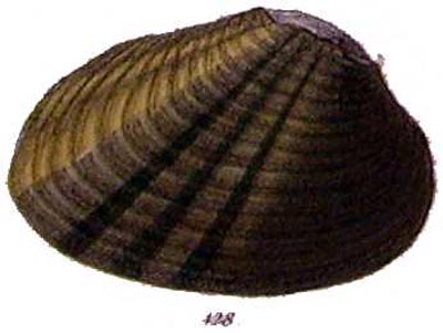 specimen image from publication