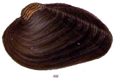 specimen image from publication