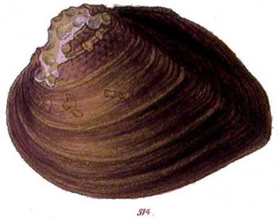 specimen image from publication
