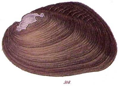 specimen image from publication