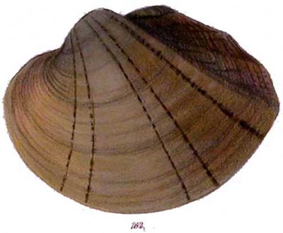 specimen image from publication