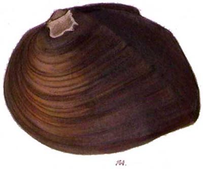 specimen image from publication