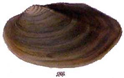 specimen image from publication