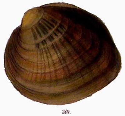 specimen image from publication
