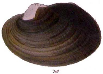 specimen image from publication