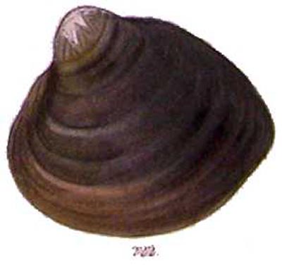 specimen image from publication