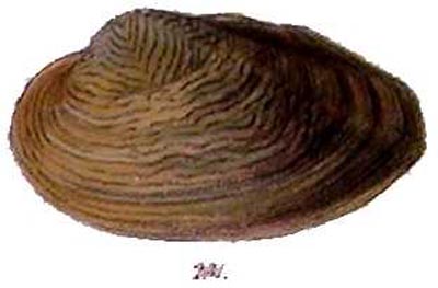 specimen image from publication