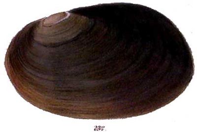 specimen image from publication