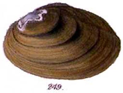 specimen image from publication