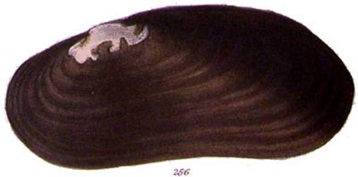 specimen image from publication