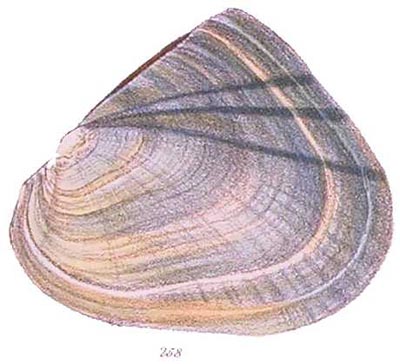 specimen image from publication