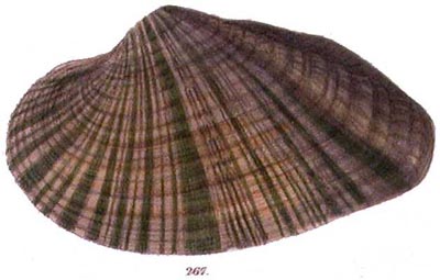 specimen image from publication
