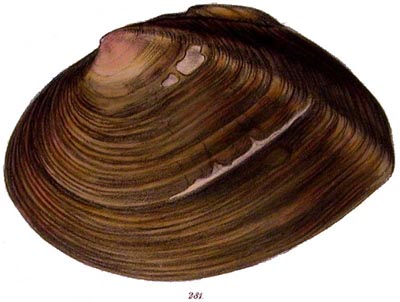 specimen image from publication