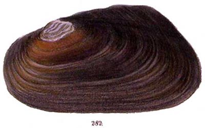 specimen image from publication