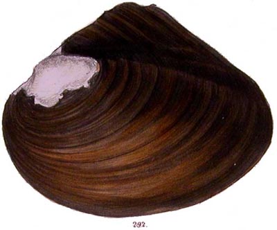 specimen image from publication
