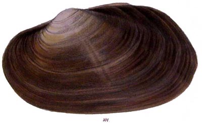 specimen image from publication