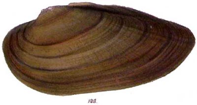 specimen image from publication