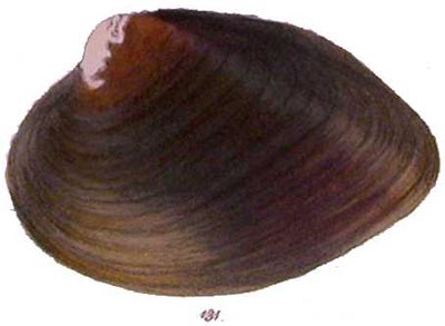 specimen image from publication