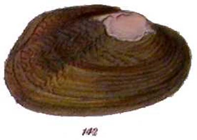 specimen image from publication