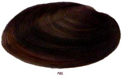 specimen image from publication