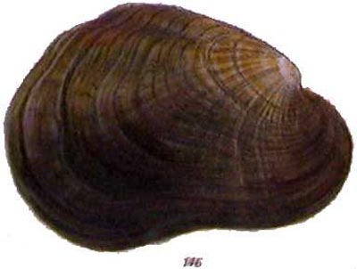 specimen image from publication