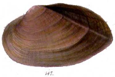 specimen image from publication