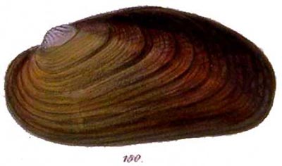 specimen image from publication