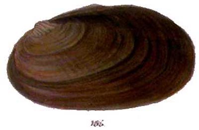 specimen image from publication