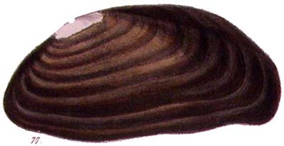 specimen image from publication