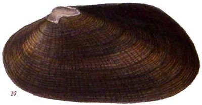 specimen image from publication