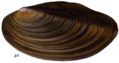 specimen image from publication