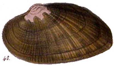 specimen image from publication