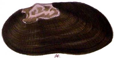 specimen image from publication