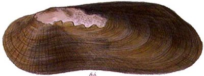 specimen image from publication