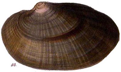 specimen image from publication