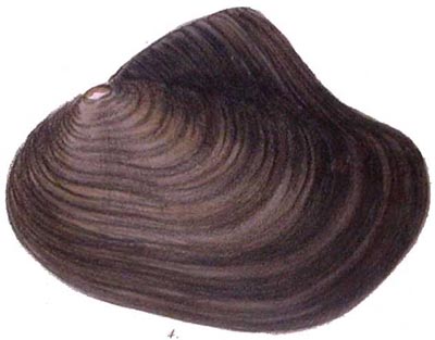 specimen image from publication