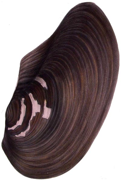 specimen image from publication