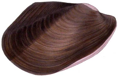 specimen image from publication