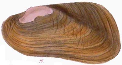 specimen image from publication