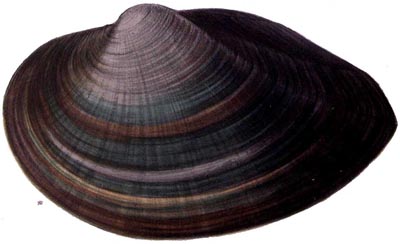 specimen image from publication