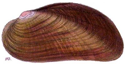 specimen image from publication