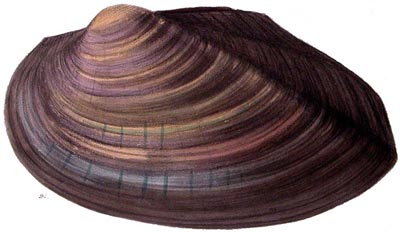 specimen image from publication