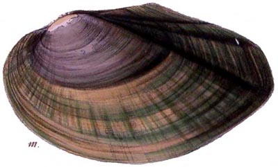 specimen image from publication