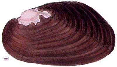 specimen image from publication