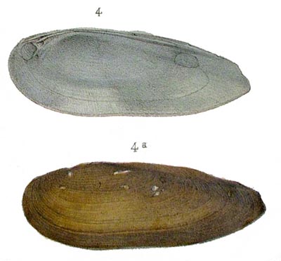 specimen image from publication