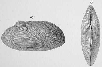 specimen image from publication