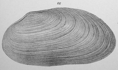 specimen image from publication