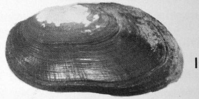 specimen image from publication