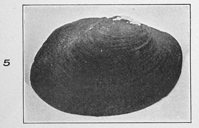 specimen image from publication