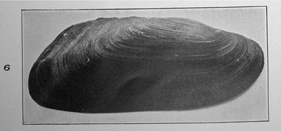 specimen image from publication